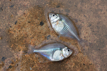 Closeup two small sized of Siamese glassfish (Parambassis Siamensis) on the floor