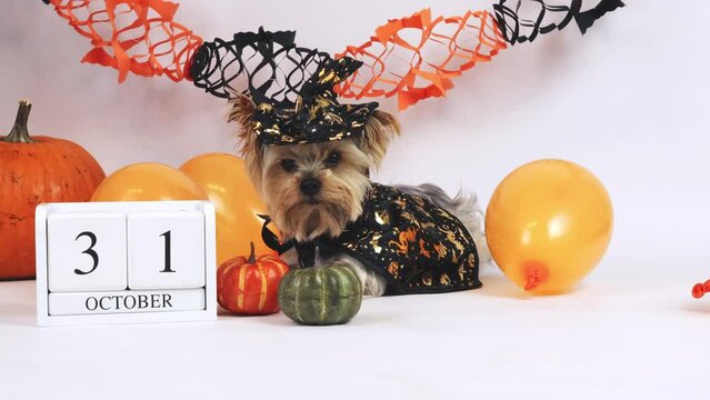 Yorkshire terrier Dog dressed as a witch, wooden calendar October 31, pumpkins. The concept of a holiday, advertising, action, congratulations, invitation, copy space, stock. High quality 4k footage