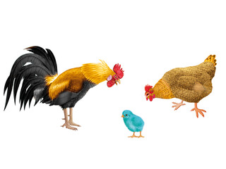 coq, poule, oiseau, ferme, oeuf, coloré, étonné, étonnant, regardant, français, domestique, couple, nature, volaille, lgbt, poussin, bleu, rose, vert, drapeau, nationaliste, Européen, 