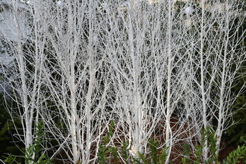 Branches décorées à Noël