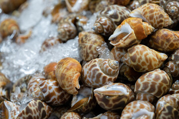 fresh River Snail on freeze ice for sales and cook in local Thai Fresh Market.