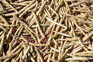 アズキの日干し