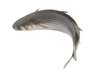 Flathead mullet fish isolated on white background