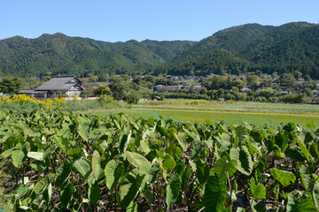 京都大原　京都市左京区大原
