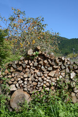 京都大原　薪と柿の木　京都市左京区大原