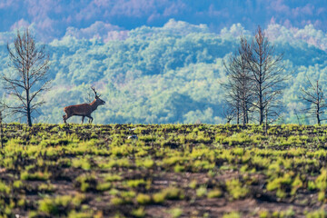 Male deer bellowing over the hill, long shot