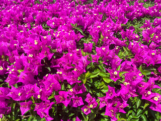 Bougainvillea blooming with pink flowers. Studio Photo