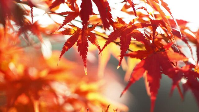 Super slow motion of vivid colored autumn maple leaves. Macro shot. Filmed on high speed cinema camera, 1000 fps.