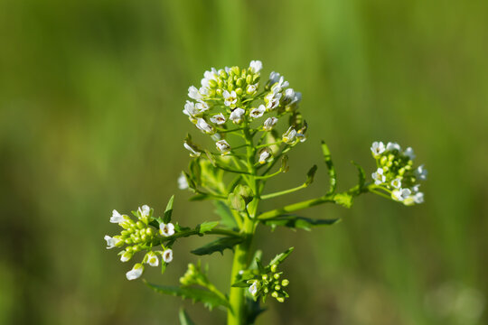 The  field pennycress (lat. Thlaspi arvense), of the family Brassicaceae. Central Russia.