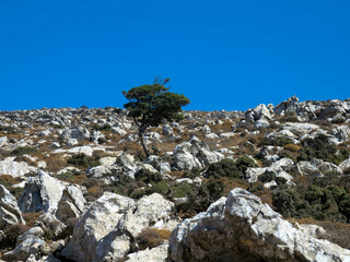 Fototapeta na wymiar Rocks, stones and a lone tree in arid Greek landscape. Attavyros mountain. Rhodes island, Greece.