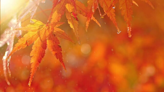 Super slow motion of autumn maple leaves in rain. Macro shot. Filmed on high speed cinema camera, 1000 fps.