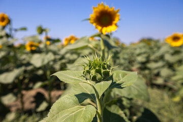 Sunflower field against blue sky on a sunny day