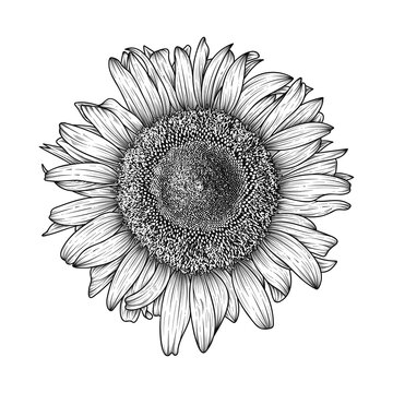 Hand drawn line art sunflower illustration isolated on white background