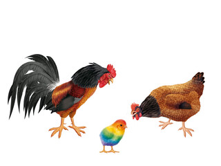 coq, poule, oiseau, ferme, oeuf, coloré, étonné, étonnant, regardant, français, domestique, couple, nature, volaille, lgbt, poussin, bleu, rose, vert, drapeau, nationaliste, Européen, 