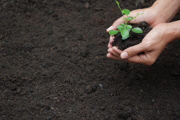 Women's hand, holding with small plant and soil background. (Left copy space)