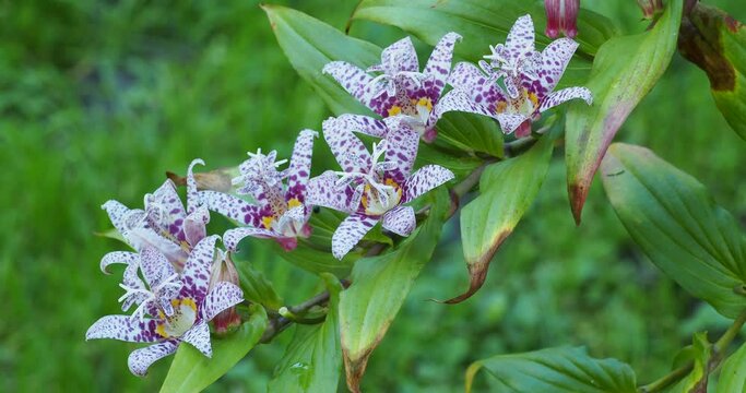 Tricyrtis formosana | Lis des crapauds de Formose. Grappes de fleurs &eacute;toil&eacute;es, blanches, mouchet&eacute;es de pourpre au bout d'une tige arqu&eacute;e
