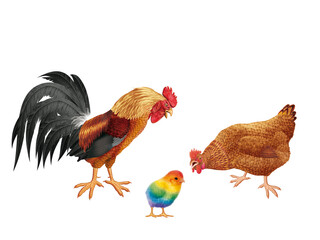 coq, poule, oiseau, ferme, oeuf, coloré, étonné, étonnant, regardant, français, domestique, couple, nature, volaille, lgbt, poussin, bleu, rose, vert, drapeau, nationaliste, Européen, 