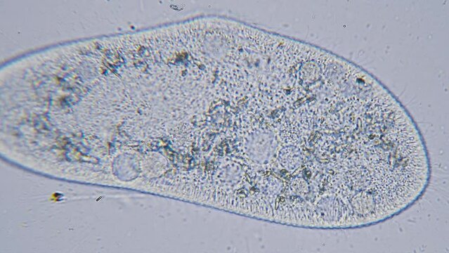 Paramecium large magnification inside organelle movement bright field microscopical view