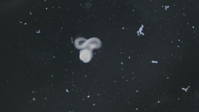 Trematode parasitic worm is escaping leaving parent body microscopical dark field view