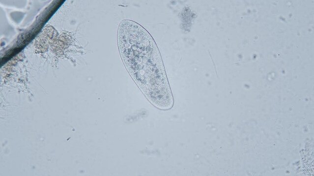 Paramecium large magnification inside organelle movement bright field microscopical view
