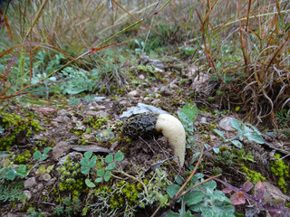 Isolated rare Morel, Morchella under Pine forest in autumn season, Greece