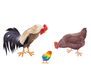 coq, poule, oiseau, ferme, oeuf, coloré, étonné, étonnant, regardant, français, domestique, couple, nature, volaille, lgbt, poussin, bleu, rose, vert, drapeau, nationaliste, Européen, 