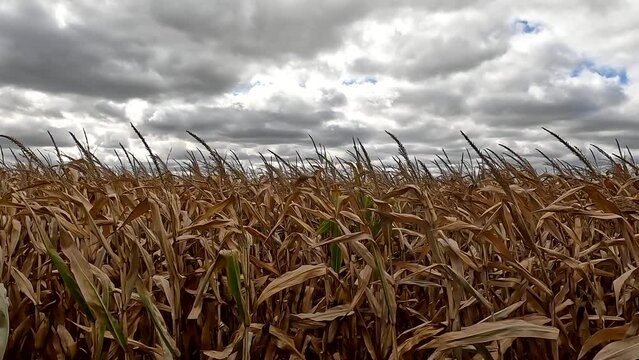 Corn blowing in wind with storm clouds.