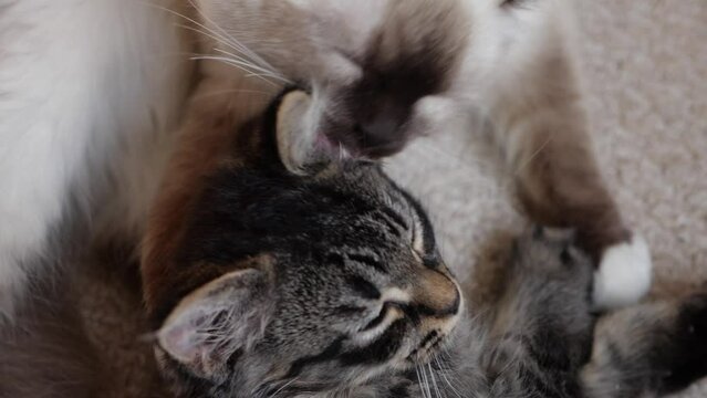 love hope peace help considerate cute happyness two cats taking care of each other