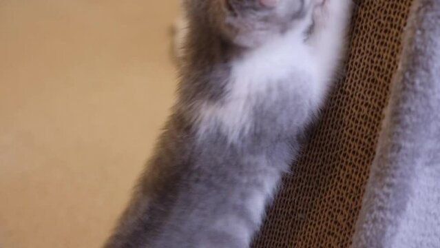 Silver Little Kitten Playing on Scratching Board