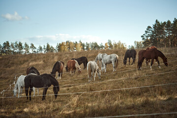 Obraz premium Autumn landscape with grazing horses. Herd of horses on the pasture