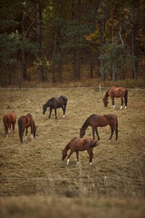 Fototapeta premium Autumn landscape with grazing horses. Herd of horses on the pasture