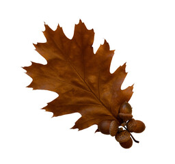 Fototapeta premium brown oak autumn leaves on white isolated background