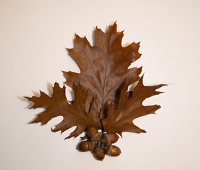 brown oak autumn leaves on white isolated background