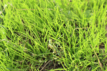 Fresh green grass background in sunny summer day in park. Spring background