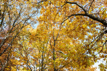 autumn colorful leaves on a tree with blue sky background