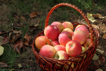 Organic Organic Apples in the Basket. Orchard. Garden. Harvested red apples in a basket