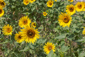 Fototapeta premium Yellow sunflowers with green leaves on the field (Selective focus)