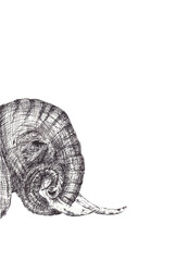 Elephant head. Isolated hand drawing