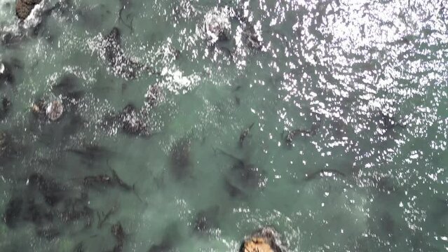 Aerial view of the rocky shore of Bodega Bay with the splashing Pacific Ocean