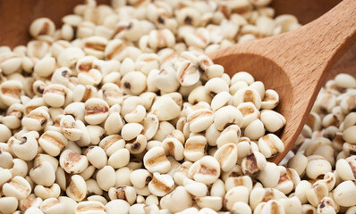 Jobs tear seed or coix millet seed grain in wood spoon on wooden table kitchen background. heap of Jobs tear or coix millet seed grain. Jobs tear or millet coix seed                        