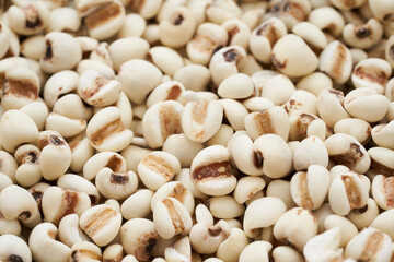 Jobs tear seed or coix millet seed grain on wooden table kitchen background. heap of Jobs tear or coix millet seed grain. Jobs tear or millet coix seed                       