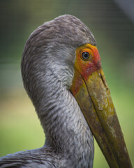 Indian tantalus posing at the zoo