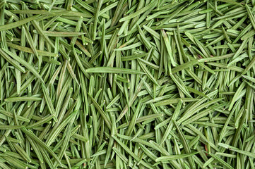 Green carpet of fir needles. Background of fir needles