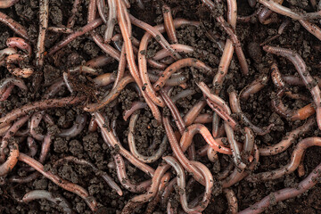 Earthworms in garden compost as background, top view.