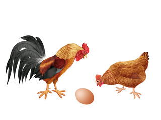 coq, poule, oiseau, ferme, oeuf, coloré, étonné, étonnant, regardant, français, domestique, couple, nature, volaille, lgbt, poussin, bleu, rose, vert, drapeau, nationaliste, Européen, 