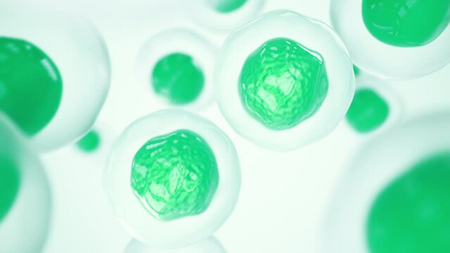 Chloroplast eukaryotic cell animation under the microscope. Green microscopic formation in a plant cell. Research and genetic engineering. Biology and science cellular concept. GMO DNA