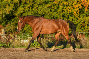 Bay KWPN horse trotting with shiny coat and low head position in autumn