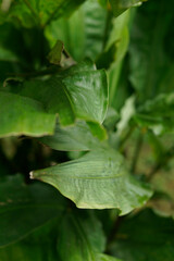 a collection of green leaves for the background