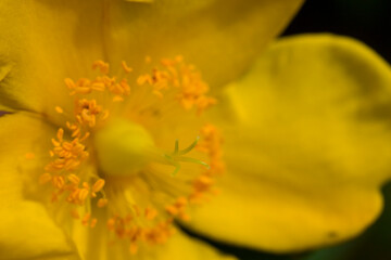 St. John`s wort flower - hypericum