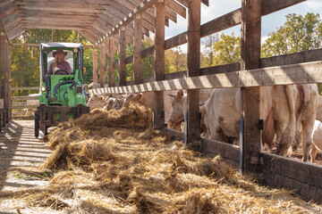 Shot of farmer woman driving vehicle for work in farm and herd of cows in sunny day.